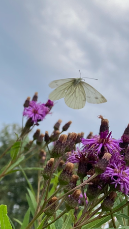Van bloem naar bloem
