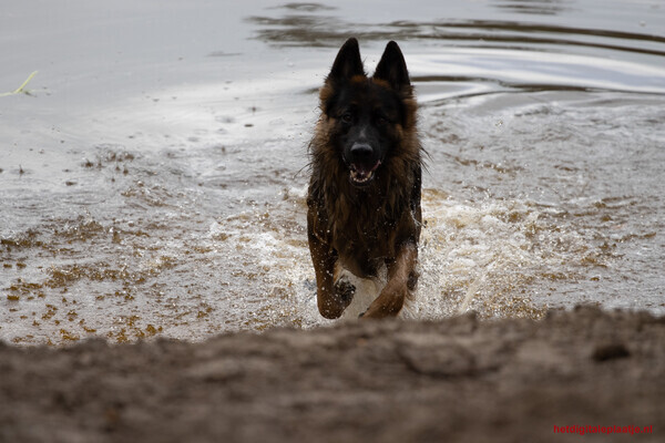 herder