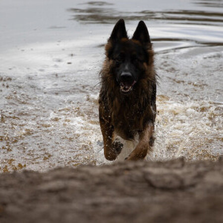 herder