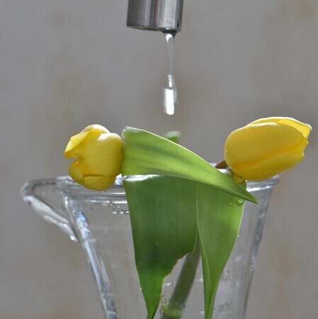 Tulpen drup