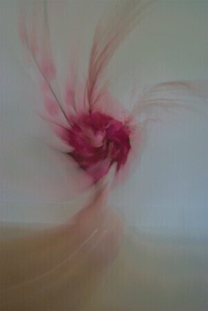 Pink Flower Rotation