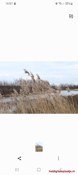 Arkerheempolder pluimen