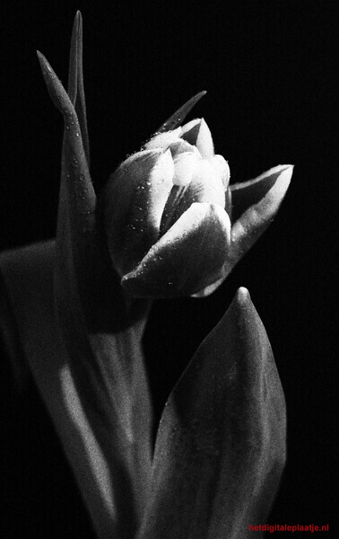 Tulp