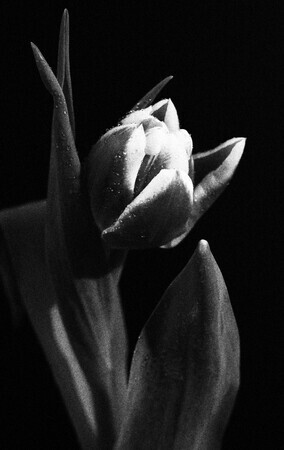 Tulp