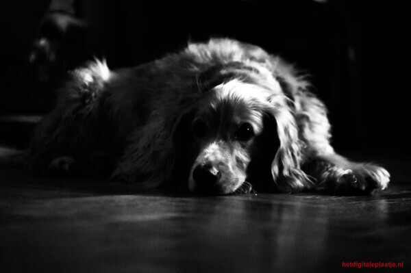 Marley