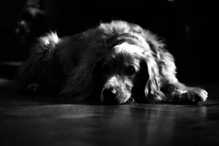 Marley