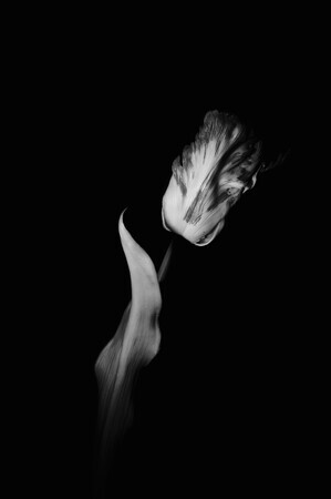 Black Tulip