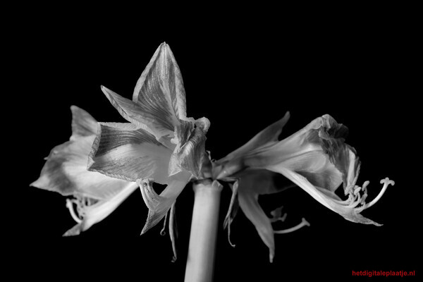 Amaryllis