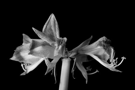 Amaryllis
