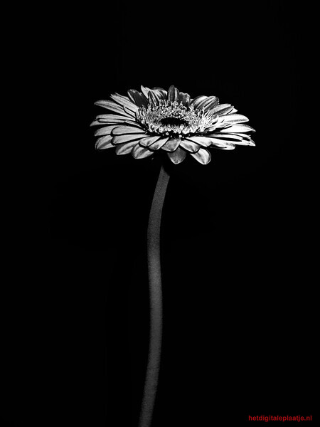Silver Gerbera