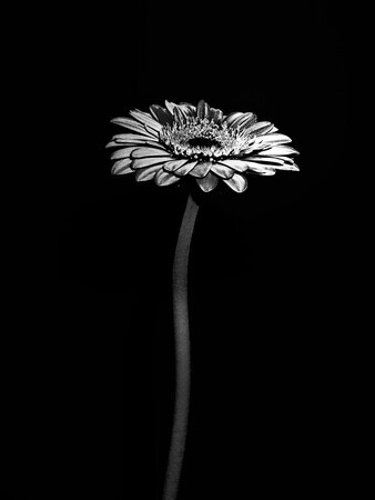 Silver Gerbera