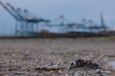 Natuur versus industrie