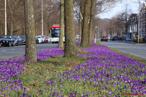Krokussen langs de weg