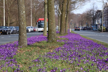 Krokussen langs de weg