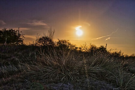 duingras in het maanlicht