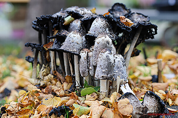 Het seizoen van de vergankelijkheid