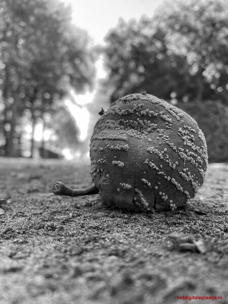 De appel valt niet ver van de boom?