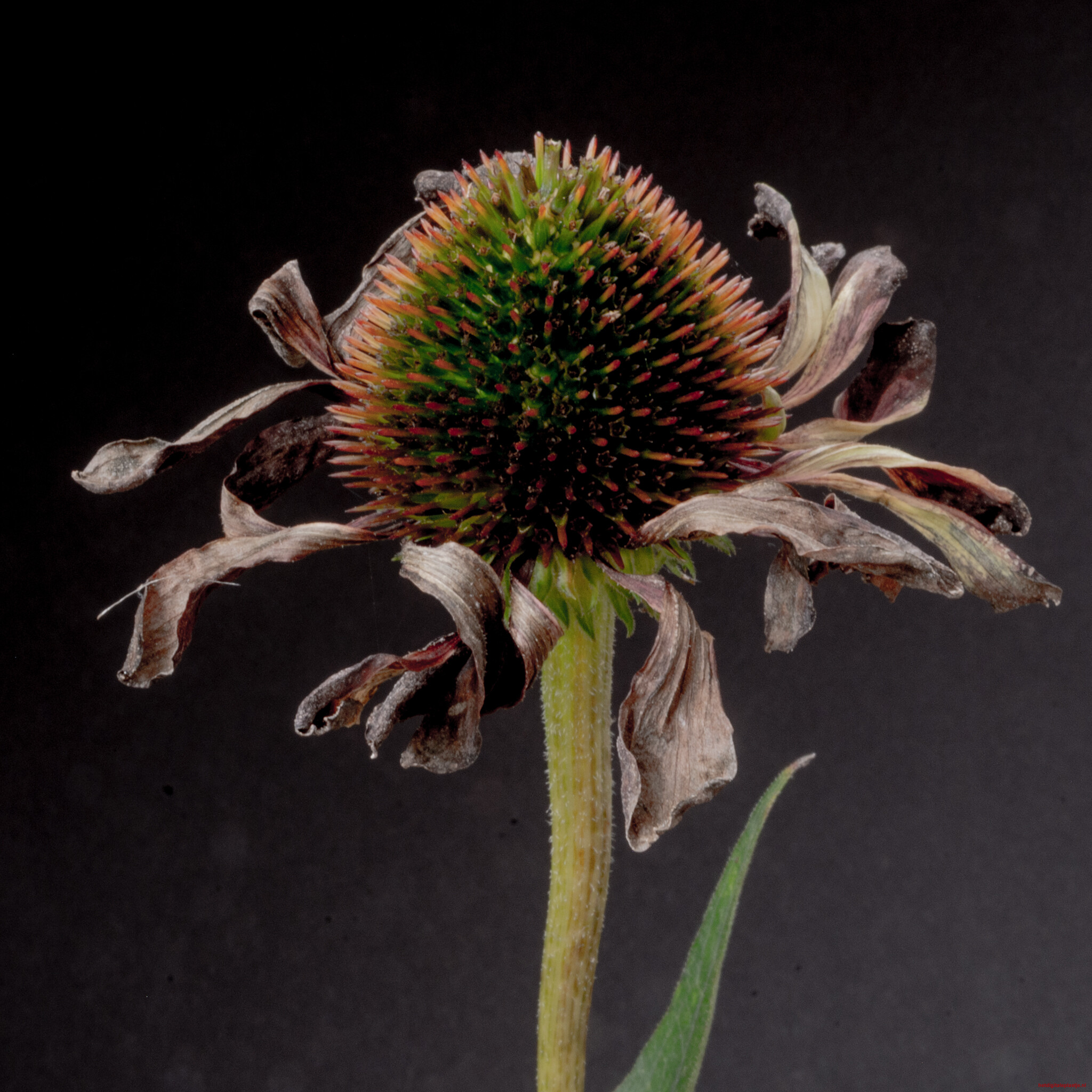 Zonnehoed op z'n retour