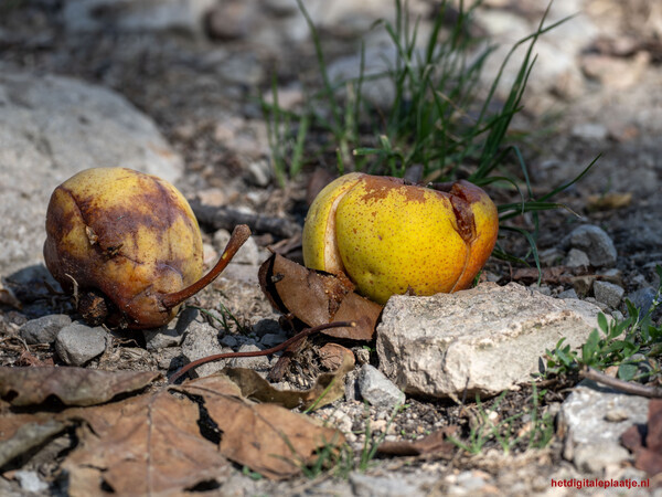 Overrijp fruit in de natuur
