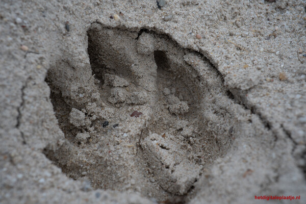 de echo van de herinnering