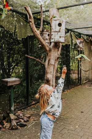 Waar blijven toch die vogeltjes..