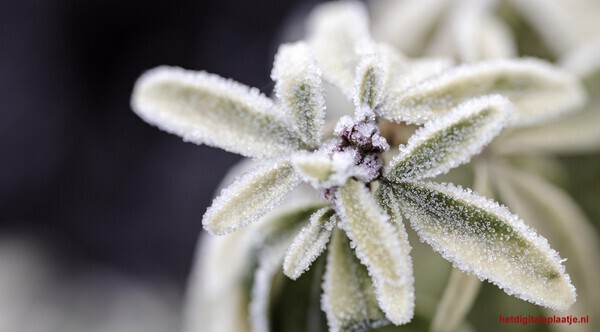 Kristallen Ochtendglans