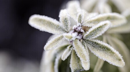 Kristallen Ochtendglans