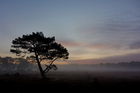 Bussumer hei ontwaakt