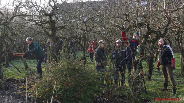 Beginpunt van een rijke perenoggst is snoeien in januari