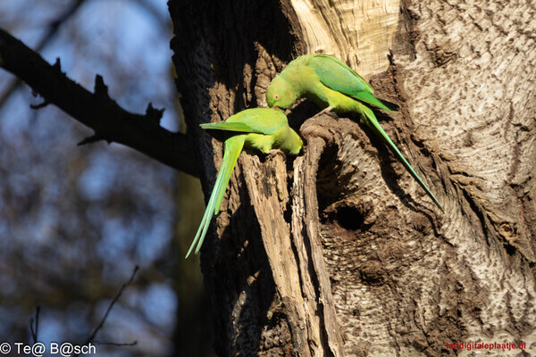 De lente begint ....