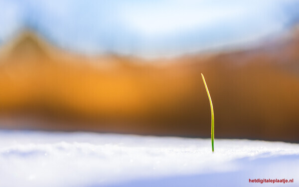 grasspriet in de smeltende sneeuw
