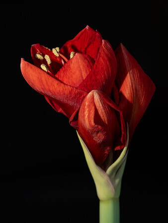 amaryllis