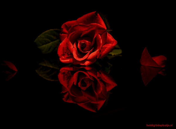 Rozen zijn ROOD, op valentijnsdag ingestuurd