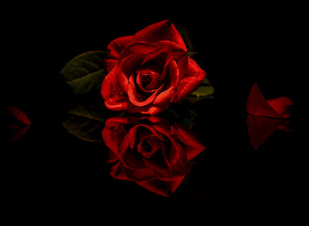 Rozen zijn ROOD, op valentijnsdag ingestuurd