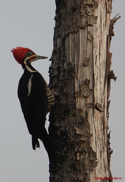 Als je haar maar goed zit