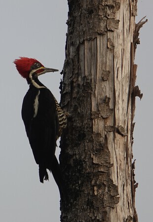 Als je haar maar goed zit