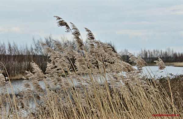 Arkerheems polder