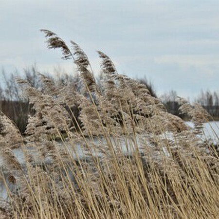 Arkerheems polder